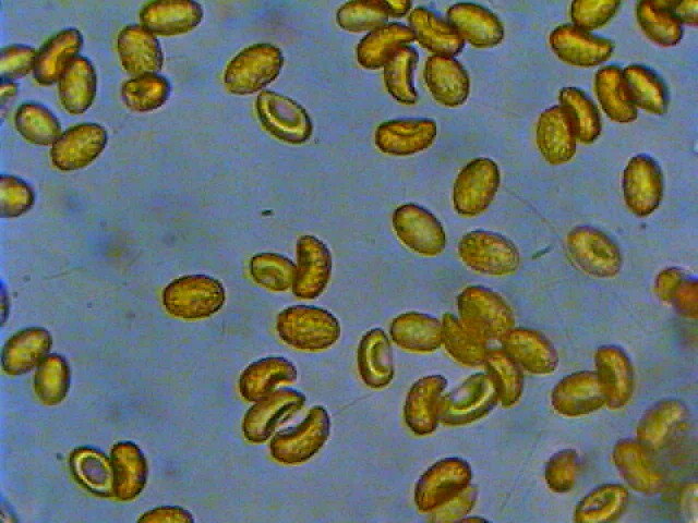Gaspy � tornato e subito un Cortinarius